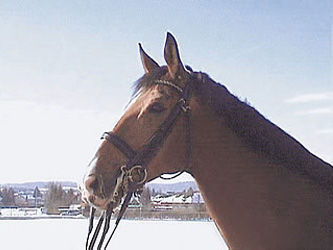 Cosanne`s Zeus